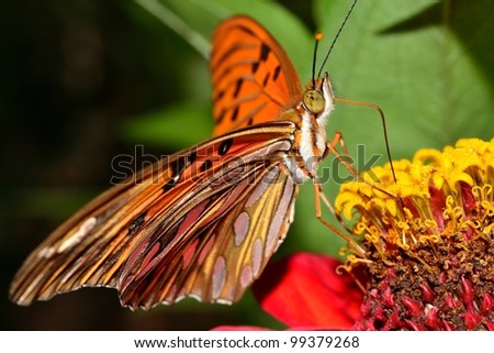 super colorful butterfly macro on flower