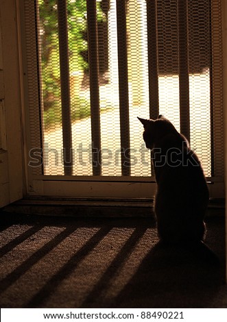 Cat Silhouette looking outside screen door