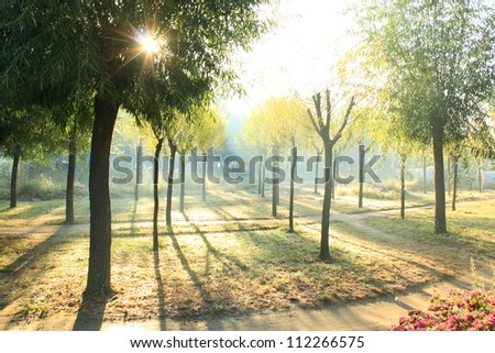 Morning sun beams in the summer park