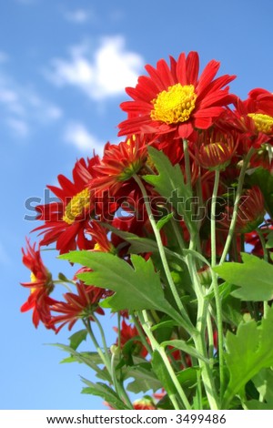 Beautiful red flower isolated on blue bright sky