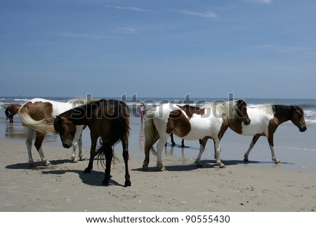 People watch the wild ponies of Assateague Island. Assateague Island is a 37-mile long barrier island located off the eastern coast of Maryland and Virginia, and is home to more than 100 wild equines