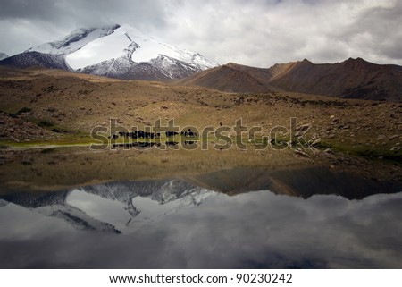 Yak located in Amazing Indian Himalaya inside Marhka Valley summit.  Mountain lake with snow mountain in background offering a natural drinking place for Yak animal