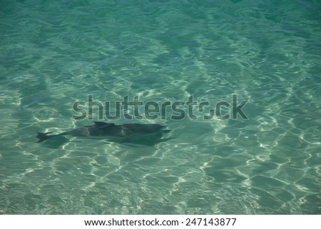 Clear blue green calm rippled sea over white sand & submerged dolphin