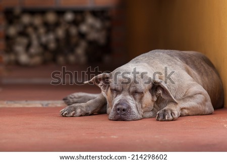 A big lazy dog sleeping on the floor