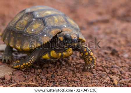 Little Yellow Footed Amazon Tortoise (Geochelone denticulata) on the road of Mato Grosso state - Brazil