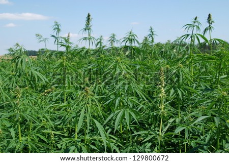 Field of hemp. Industrial kind of this plant is not a drug but a resource. It contains hardly any THC