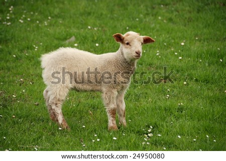 Little lamb on the green grass in the spring