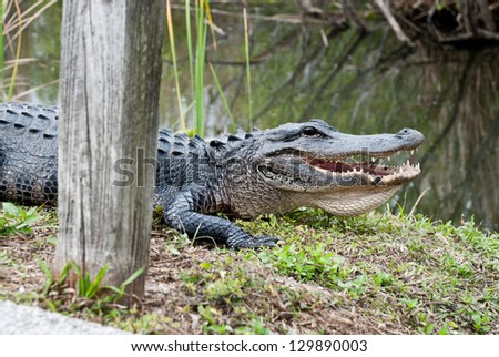 American alligator in the Everglades National Park. Close-up of the body and the big mouth and teeth.