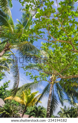 coconut palm trees growing strong