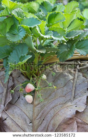 Strawberry and blossom on strawberry plant in strawberry patch.