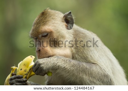 Monkey eating a delicious banana