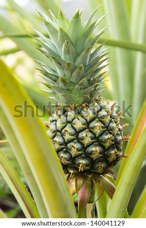 Close-up of green pineapple on tree