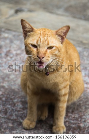 Young hungry cat looking for food