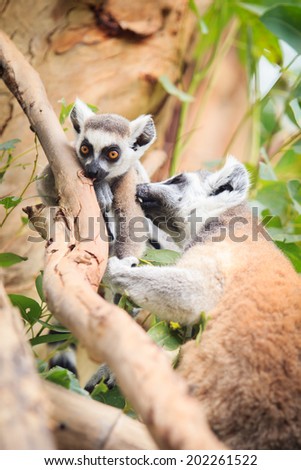 Ring tailed lemur on a tree in the forest.