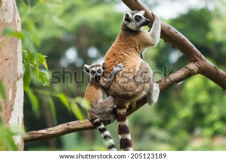 Ring tailed lemur on a tree in the forest.