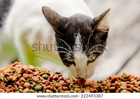 cat eating Grain foods for cats in bowl