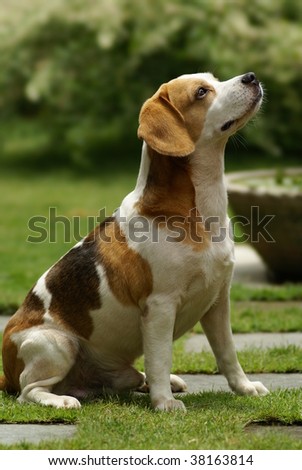 A pure breed beagle photo taken by a telephoto lens.
