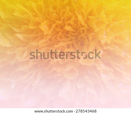 yellow flower abstract background