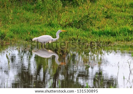 Similar – Image, Stock Photo Great White Egret, knee-deep in water at the lakeside