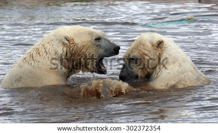 A couple of male Polar Bears sparring in water