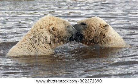 A couple of male Polar Bears sparring in water