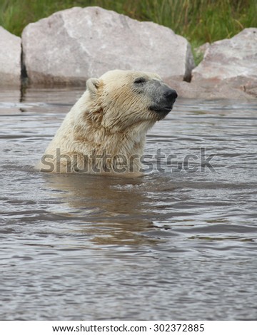 Polar Bear playing and swimming in water