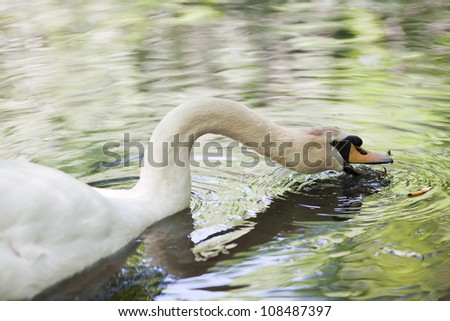 Big white swan swimming in a lake and searching for food in water