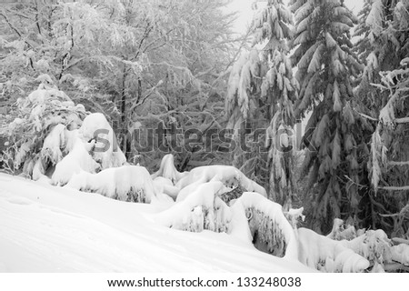 Freshly fallen snow covers the branches of trees. Snow storm left trees and roads with thick coating of heavy ice and snow. Black and white