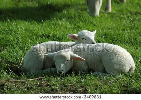 Two easter lambs enjoying the sun.