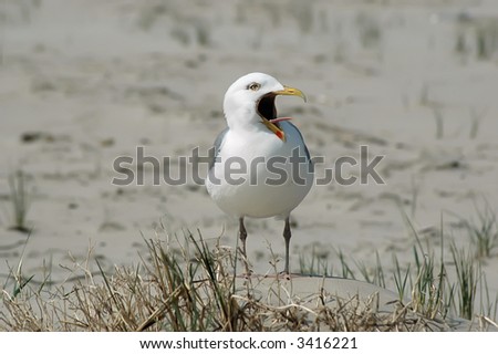 A yawning seagull with wide open beak on a sandy beach. The perspective is from the worms eye.