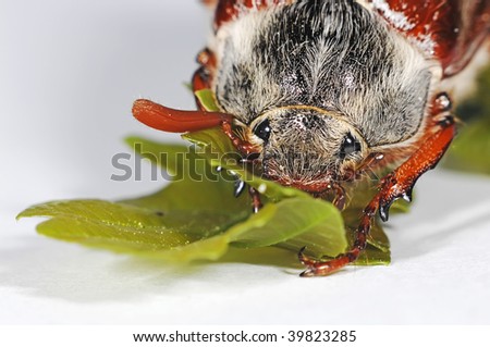 Beautiful may beetle sleeping on a leaf