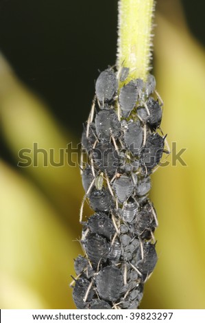 Plant louse colony with one louse giving birth
