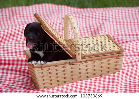 An adorable black labrador puppy inside a picnic basket.