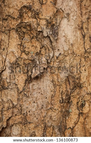 A close-up image of a tree bark texture background. Check out other textures in my portfolio.