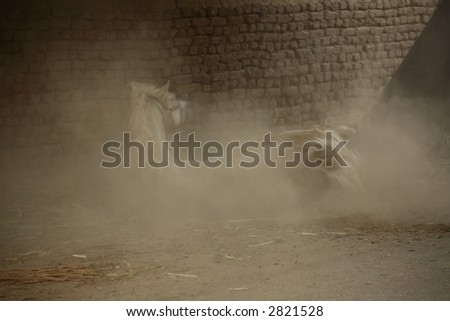 A horse falling on the floor, with motion blur as it lifts the dust.