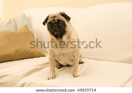 Pug on Couch with Expressive Face Looking Cute.