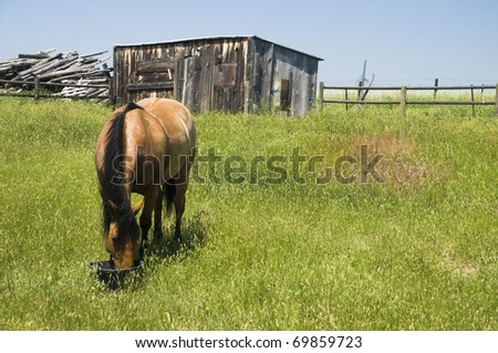Horse Feeding on Wyoming Landscape in the Summer.