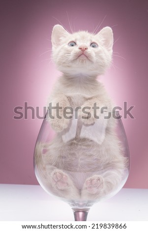 Funny kitten in studio on a pink background