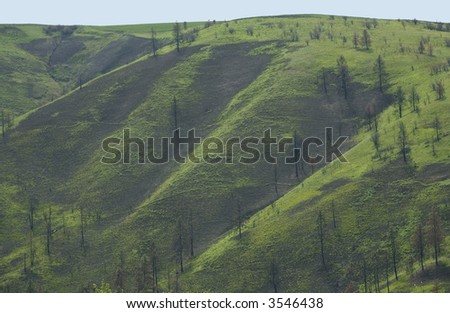 Rolling green hills of Eastern Washington in spring