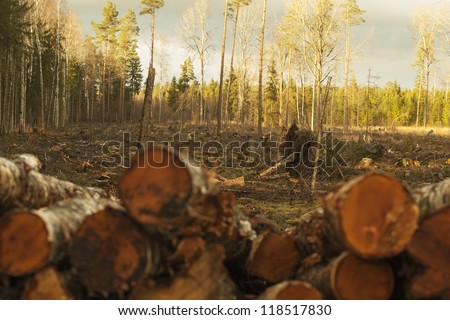 Cut out,cleared, destroyed spruce, pine,birch mixed forest