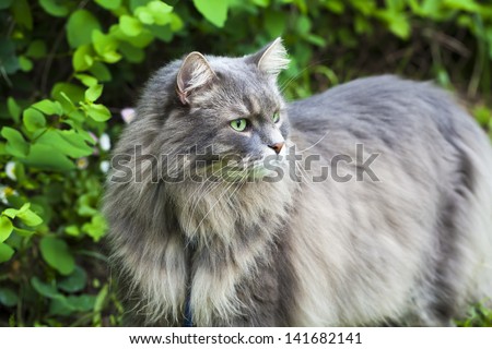 Big Gray Cat With Long Hair In The Garden Stock Photo 141682141 ...