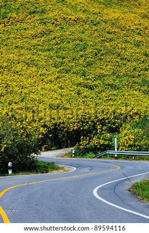 curve road with  mexican sunflower weed