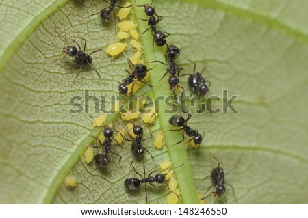 Black ant (Lasius niger) resquing larva