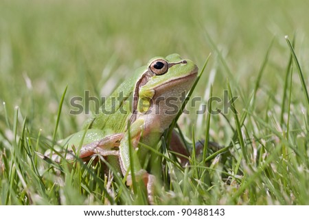 A small green frog