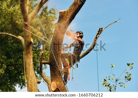 Arborist cutting tree, action shot. Chainsaw, rigging ropes, sawdust, warm sunset light and blue sky.