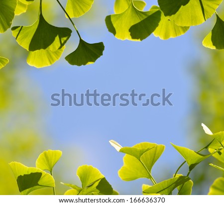 Ginkgo leaves framing blue sky