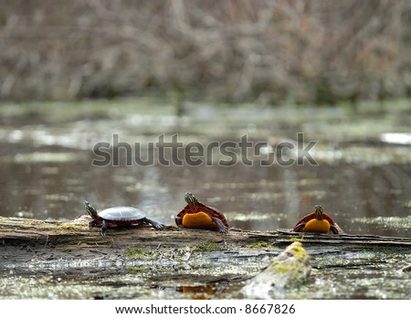 Three turtles on a log