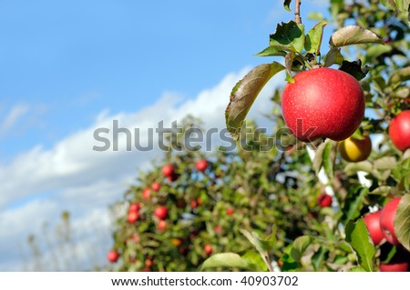 Red apple in the orchard. Green trees, blue sky in the background