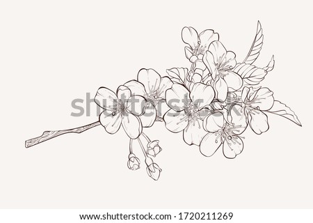 Cherry Blossom Tree Branch Drawing | Free download on ClipArtMag