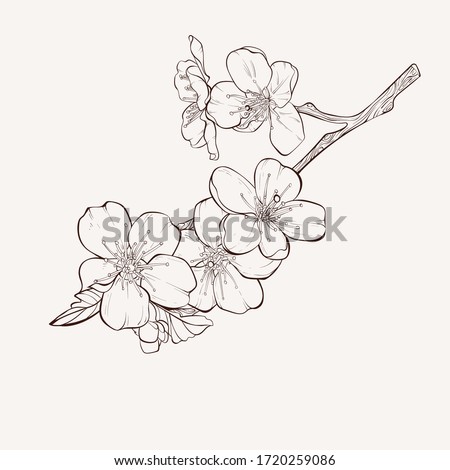 Plum Blossom Clip Art Apple Blossom Clipart Stunning Free Transparent Png Clipart Images Free Download